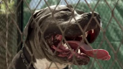 Новый клип Stick To Your Guns